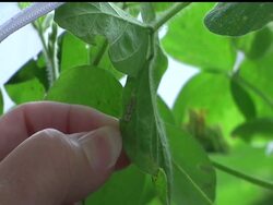 More than a century ago, a Japanese plant called kudzu was imported to the U.S. to reduce erosion on farms in the South.  But now an insect has followed the weed from the Far East, and it's beginning to wreak havoc on U.S. crops. News Clip