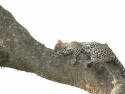 Leopard Sleeping under the white sky in the evening Stock Footage
