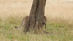 Cheetahs Hunting / preying Stock Footage
