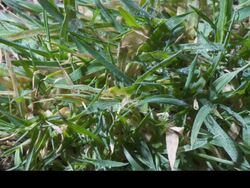 T/L frost forming on grass, UK Stock Footage