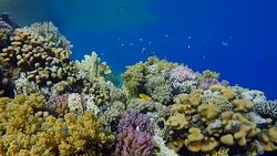 Undersea life on Coral reef with lot of tropical Fish / Red Sea Stock Footage