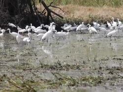 Tractor with a flock of white egret. Stock Footage