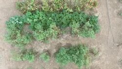 Overhead view of vegetable garden and grapevine Stock Footage