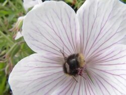 ECU SLO MO Shot of Bumblebee nectar feeding on Geranium Kashmir White flowers / Newcastle Emlyn, Ceredigion, United Kingdom Stock Footage