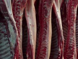 CU Shot of halves of pigs in cold storage, butchery / Trier, Rhineland Palatinate, Germany Stock Footage