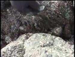 California scientists hope studying 180 black mussels pried from algae-covered rocks in San Francisco Bay will provide clues into how many drugs and chemicals are polluting waters across the nation News Clip