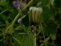 Time lapse - CU Dandelion (Taraxacum officinale) seed head opening, England Stock Footage