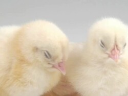 Three chicken Stock Footage