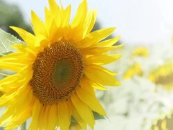 Sunflower close up - copy space Stock Footage