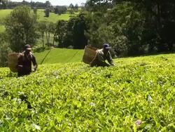 MS Worker plucking tea leaves on plantation AUDIO / Limuru, Central, Kenya   Stock Footage