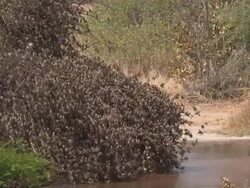 MS SLO MO Small finch like birds in tree above water   / Central Kalahari Game Reserve, Botswana Stock Footage