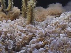 Coral Reef Stock Footage