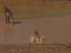 Young baboon follows adult through water, amusing; with audio, Kenya Stock Footage