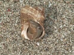 Hermit crab - Costa Rica wildlife Stock Footage