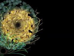 chrysanthemum Stock Footage