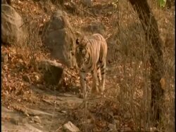 Royal Bengal tiger (Panthera tigris tigris) walking to camera and sitting in forest, high angle Stock Footage