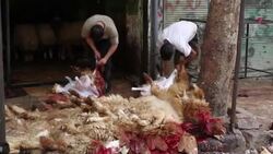 Skinning Sheep in Aleppo, Syria Stock Footage