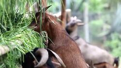 Goats Stock Footage