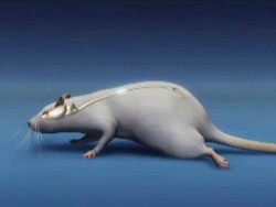 US Government Allows Stem Cell Tests on Humans News Clip