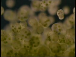 BCU Many Volvox spinning through frame Stock Footage