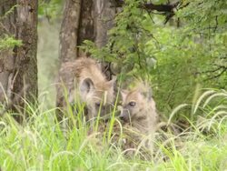 MS Shot of Two spotted hyena pups hiding or resting at base of tree and observing surroundings / Okavango Delta, North West District, Botswana Stock Footage