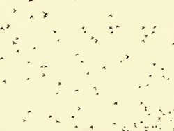 Large flock of birds during Fall migration Stock Footage