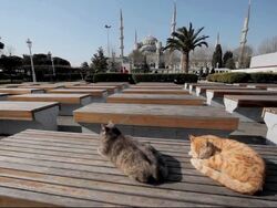 CAT SLEEPING ON BENCH AT BLUE MOSQUE Stock Footage