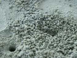 small sea crab making sand ball on the beach Stock Footage