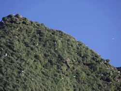 seagulls nesting on rock Stock Footage