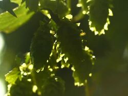 Hop Flowers In The Sunlight Close-up (4K/UHD to HD) Stock Footage