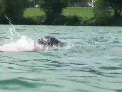 HD: Lake Swimmer Stock Footage