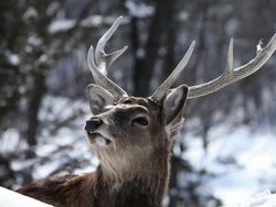 MS Ezo sika male deer at snow / Kushiro, Japan Stock Footage