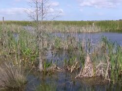 Tranquil View of Wetlands Stock Footage