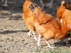 Hens in organic farm Stock Footage