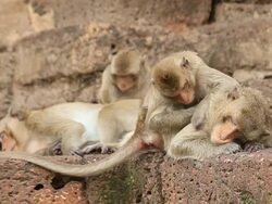 Monkey's Grooming Stock Footage