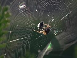 Spiderweb in the wind - SloMo Stock Footage