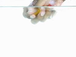 Releasing Goldfish Stock Footage