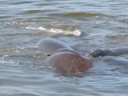 Closeup of Manatees Playing Stock Footage