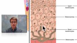 Integumentary System Instructional Video