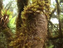 Medium Close Up push,in , Moss covers a tree in a forest. / El Yunque National Forest, Puerto Rico Stock Footage