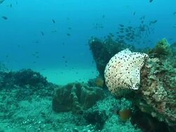 MS Shot of Cushion sea star attached to rocky outcrop covering with coral and swaying seaweed / Matola, Maputo, Mozambique Stock Footage