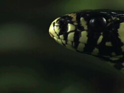 Close Up Side Angle Slow Motion - Rat snake flicks tongue / Costa Rica Stock Footage