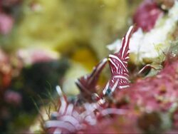 Durban hingebeak shrimp (Rhynchocinetes durbanensis) Stock Footage