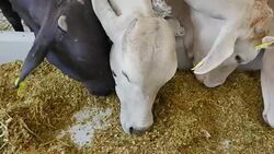 Cow in a farm cowshed eating hay, Thailand. Stock Footage