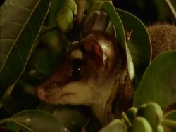 CU Opossum moving through tree at night, Panama Stock Footage