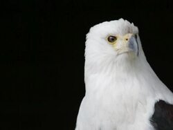 Bird of Prey Stock Footage