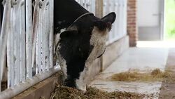 cow eating in a farm Stock Footage
