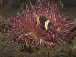 Anemone, Purple, clownfish, bangaii cardinal fish, Indonesia  Stock Footage