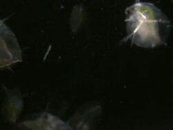 Endoscope view of Water fleas (Daphnia sp.) Sony PMW-EX3 Full HD video camera with endoscope, horizontal field of view is 3mm and slow motion at 60 fps. Stock Footage