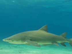 Lemon shark, Negaprion brevirostris, swims, seabed, Bahamas  Stock Footage